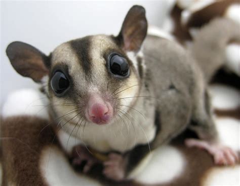 5 Facts About Pet Sugar Gliders Long Island Bird And Exotic Pet Vet