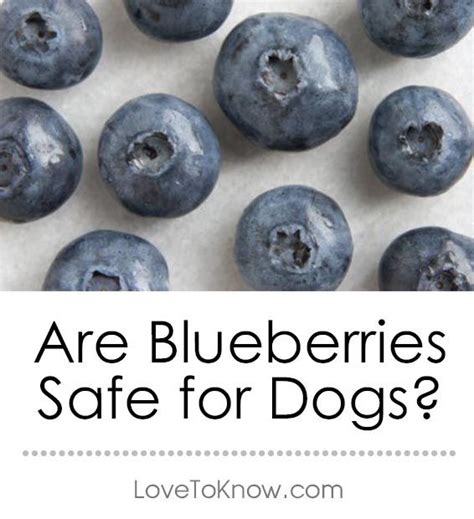 Maybe you would like to learn more about one of these? Are Blueberries Safe for Dogs | Cat nutrition, Fish care, Dogs