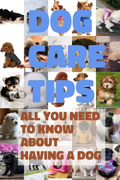 Basic Dog Care Advice For The Newcomer Pets Activities Dog Care