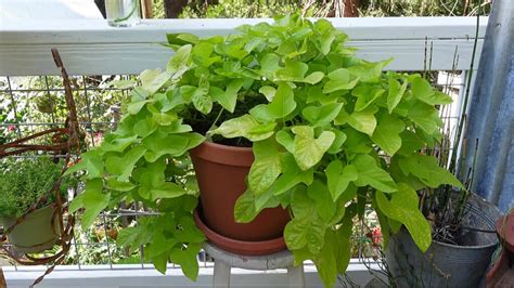 Top 15 How To Propagate Sweet Potato