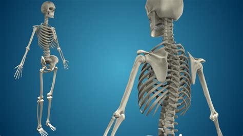 Realistic Human Skeleton 360º View Stock Footage Video
