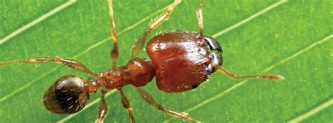 Battling Invasive Ants In Hawaii American Bird Conservancy