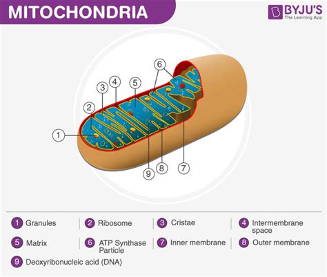 Inner Mitochondrial Membrane An Overview