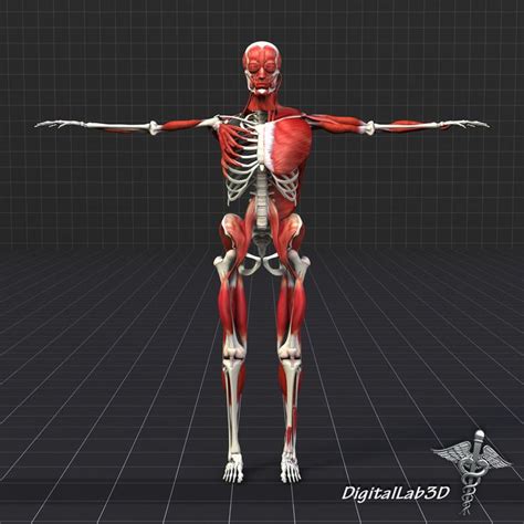 3d Human Bone Muscle Structure Model Human Bones Muscle Structure