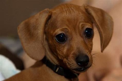 This is the price you can expect to budget for a mini dachshund with papers but without breeding rights nor show quality. Keegan the Mini Dachshund - Cute Puppy Pictures Daily