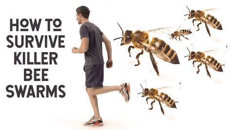 Surviving Killer Bees Africanized Honey Bees Bee Basics