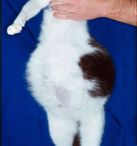 Feline Infectious Peritonitis Catpedia