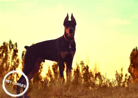 18 Interesting Doberman Pinscher Facts That You Must Know