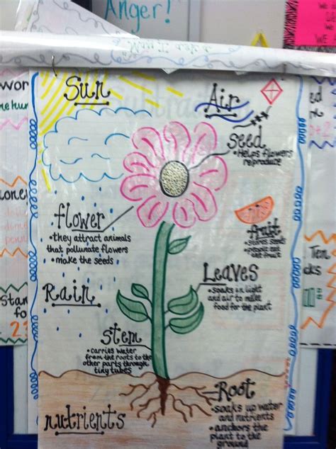 Plant Life Cycle Anchor Chart Science Plants
