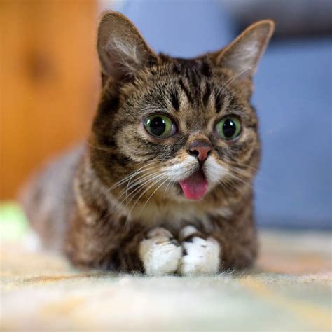 This Cat Loves To Stick Its Tongue Out Twistedsifter
