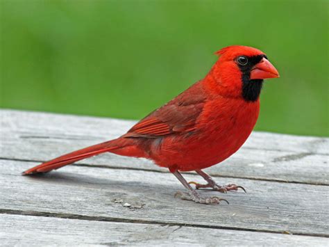 Birds Of North America Cardinals