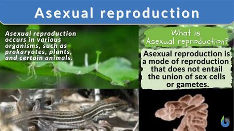 Examples Of Asexual Reproduction
