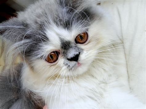 White flat face persian cat. Why do Persian Cats Have Short Faces? - Pets Global