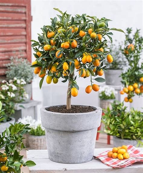 Look for an acorn to plant in early autumn, germinate it, and start it in a container. 5 Best Citrus Trees For Containers (Growing Citrus In Pots ...