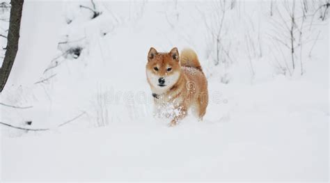Shiba Inu Dog Playing In The Snow Stock Image Image Of Outside Happy