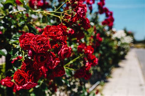 Get your perfect domain name today and start building your online presence. Royalty-Free photo: Roses of Bulgaria | PickPik