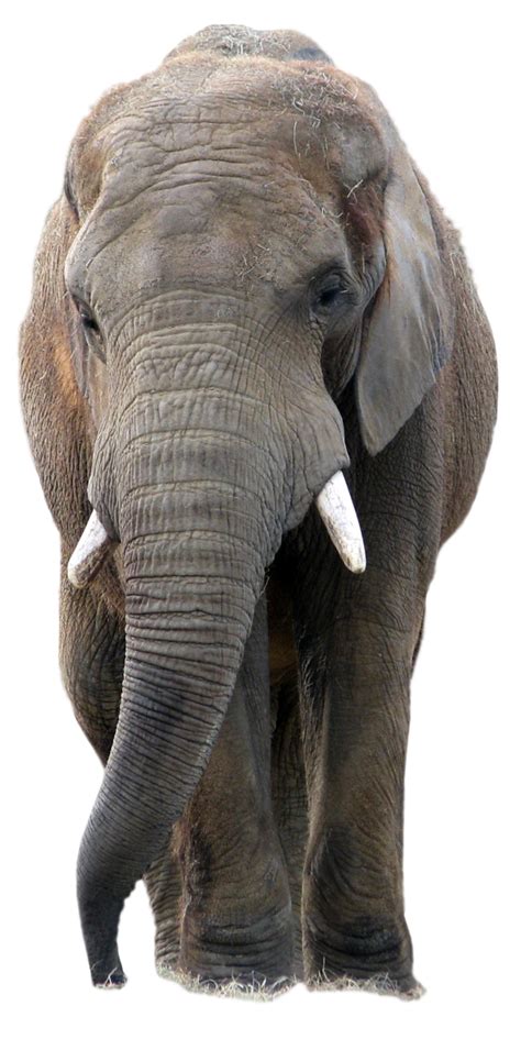 Elephant Png Transparent Image Download Size 633x1263px