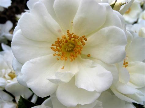 Rosa Flower Carpet White Groundcover Rose