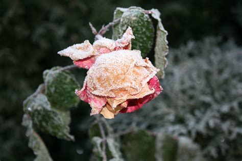 Frozen Rose 2 Free Photo Download Freeimages