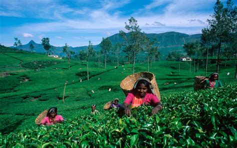 Girls Near Me London Tea Ceylon Tea Ooty Visit India Sri Lankan