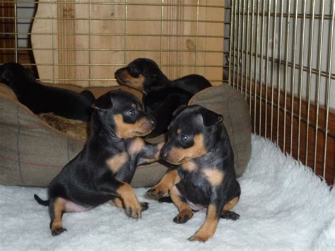 Miniature Pinscher Puppies For Sale New York Ny 162955