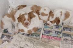 We are located in central nj, and the puppies have been vaccinated already. Brick Selects New Animal Shelter, Officers in Hopes of Savings | Brick, NJ Shorebeat -- News ...