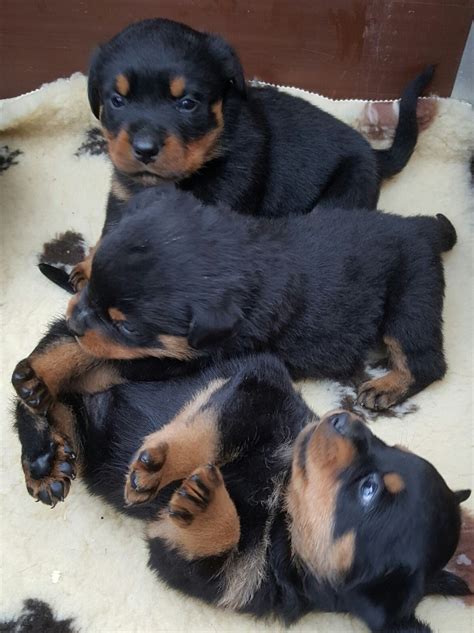 I have 7 purebred rottweiler puppies for sale 5 male 2 females they are 2 weeks old ready to go dec 11. Rottweiler Puppies For Sale | Los Angeles, CA #323701