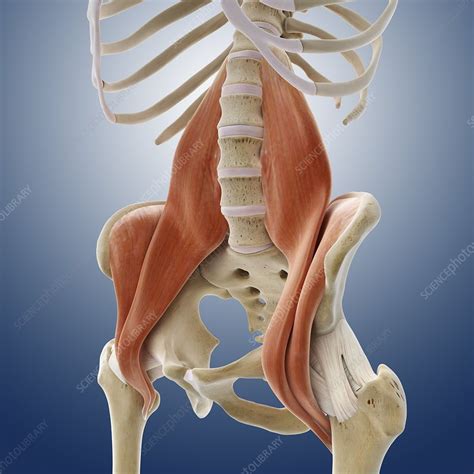 Several muscles cross the front of the hip and create hip flexion, pulling the thigh and trunk toward each other, but probably the most important is the iliopsoas. Iliopsoas muscles, artwork - Stock Image - C013/0800 - Science Photo Library