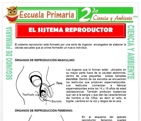 Aparato Reproductor Femenino Y Masculino Para Ni