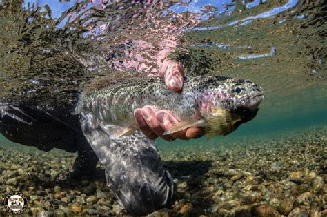 Alaska Fly Fishing Trips Lodges And Guides Yellow Dog Flyfishing