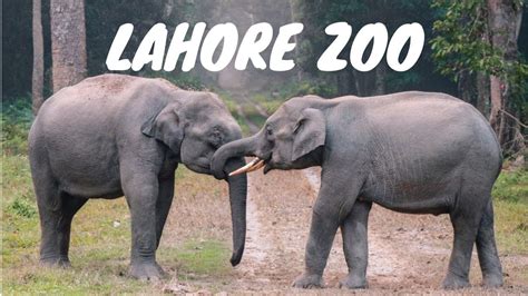 Animal Park Funny Zoo Animals A Day At Lahore Zoo Live Animals In
