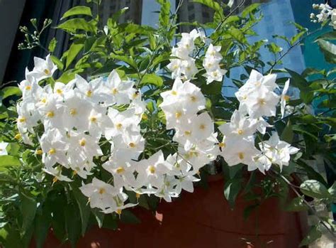 Vaso bianco con fiori per decorare casa con i fiori finti. Vaso Con Fiori Bianchi - STEPHANOTIS, DOLCE PROFUMO DALL ...