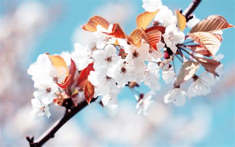 Wallpaper Flowers Plants Branch Cherry Blossom Spring Flower