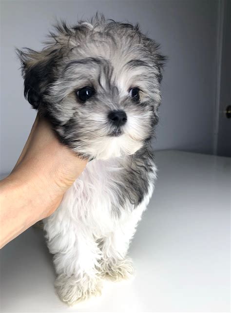 The maltese poodle mix has only become popular in the last few decades. Teacup maltipoo maltese poodle Puppy! holly | iHeartTeacups