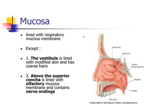 Your nasal cavity and paranasal sinuses. PPT - The Nasal Cavity PowerPoint Presentation, free download - ID:5535921
