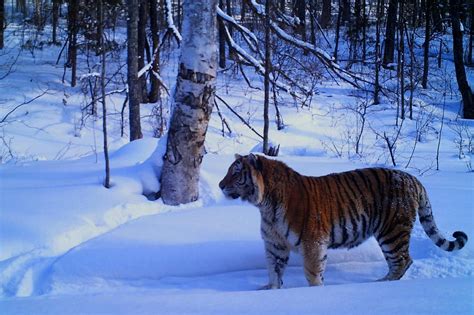 296 In The Taiga On The The Siberian Tigers Tracks