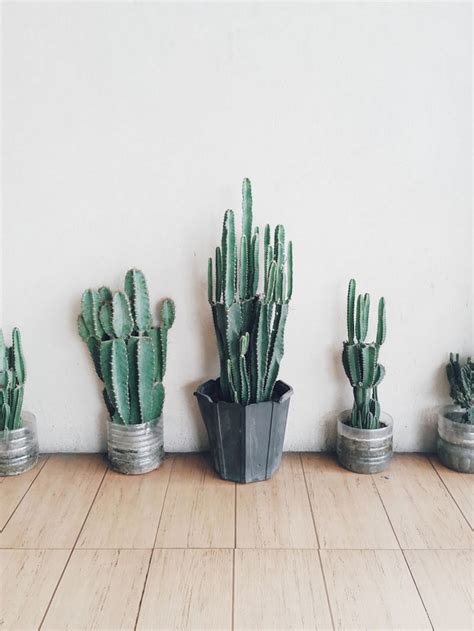 Brilliant 30 Awesome Indoor Cactus Ideas For Cozy Home Interior Design