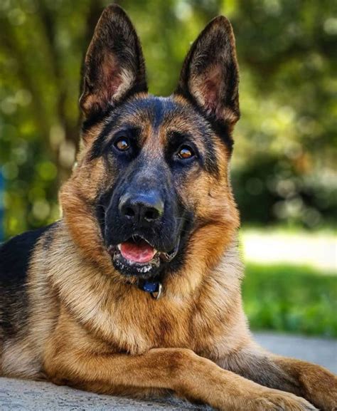 12 Things German Shepherd Owners Must Never Forget The Dogman