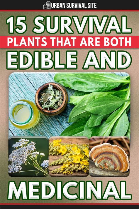There Are Edible Plants And Medicinal Plants But Only A Few Survival