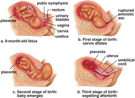 The vikings were brilliant sailors, they had the fastest boats in europe, that were moving powered by sail. Human embryonic development - BIOLOGY4ISC