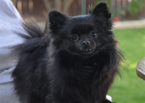 Pomeranians Facts 10 Reasons To Have Pomeranian Dog As Pet