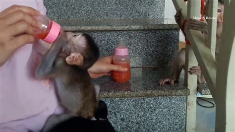 Monkey Rescued 2020 Lovely Eating Delicious Youtube