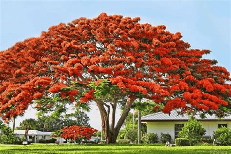 Cay Hoa Phuong Vy Nhà Xanh Thiết Kế Cảnh Quan Sân Vườn Kiến Tạo Không Gian Xanh