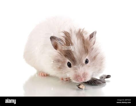 Cute Hamster Eating Sunflower Seeds Isolated White Stock Photo Alamy
