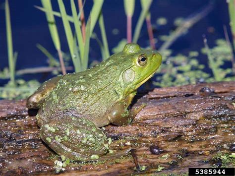 American Bullfrog Lithobates Catesbeianus