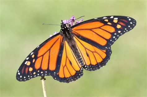 Male Monarch Butterfly Danaus Plexippus Stock Photo Image Of Fauna