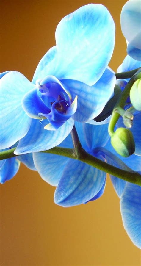 Wonderful Blue Orchid Flower In The Sunlight Hd Wallpaper