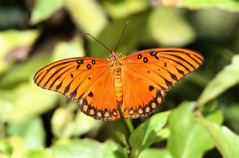 Butterfly Nature Insects Macro Zoom Close Up Wallpaper Wallpapers