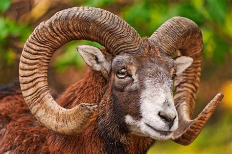 Portrait Of A Mouflon They Are Nice Goat Like Animals I G Flickr