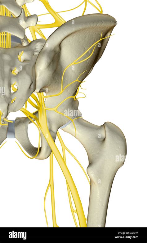 Superior Gluteal Nerve Anatomy